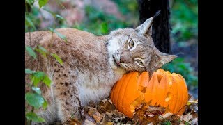 Zoo Animals Enjoying Halloween Pumpkins