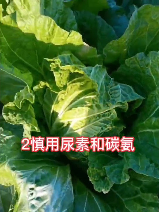 家庭菜园有机种植 法国bioatable 365 Youtube
