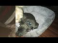 My Blue Nose Pitbull Transformation 2 Months- 1 Year Old