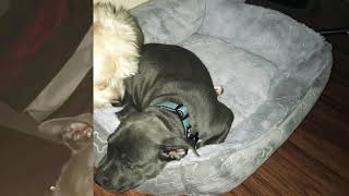 My Blue Nose Pitbull Transformation 2 Months- 1 Year Old