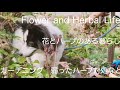 【台風や長雨後のガーデニング】秋の花・紫蘇ジュース