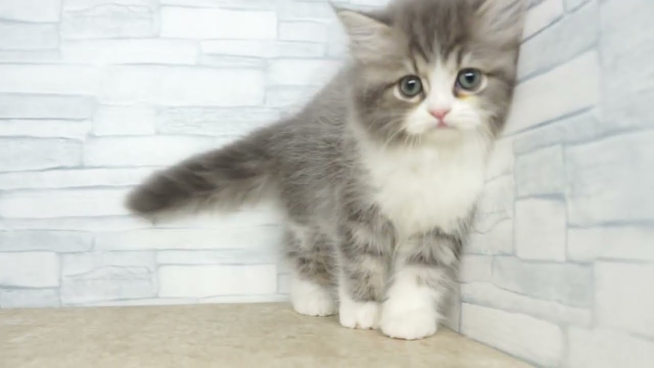 KIKUCHI PET】 仔犬仔猫 No.260728 ラガマフィン 女の子 ブルータビー