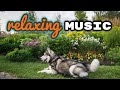 10 hours of relaxing music  dog calming music  meditation music  cypher malamute husky