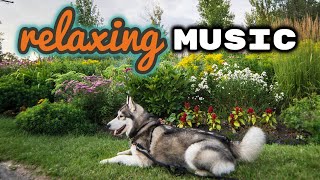 10 Hours Of Relaxing Music | Dog Calming Music | meditation music | Cypher Malamute Husky