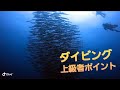 【上級者ダイビング】ビッグポイント！トライアングルに挑戦！アルファダイブ沖縄