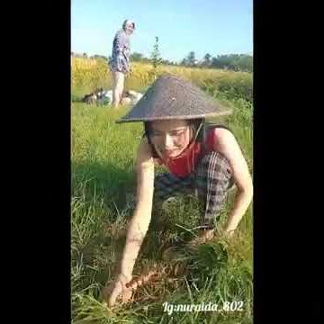 #story wa cewek cantik cari rumput#