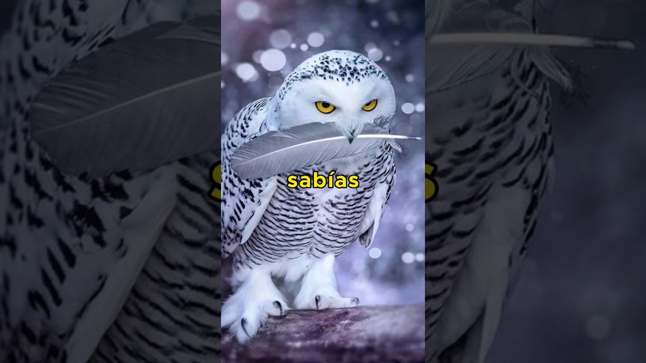 🔴COSAS que no SABIAS sobre los BUHOS
