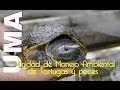 UMA de Tortugas Méxicanas