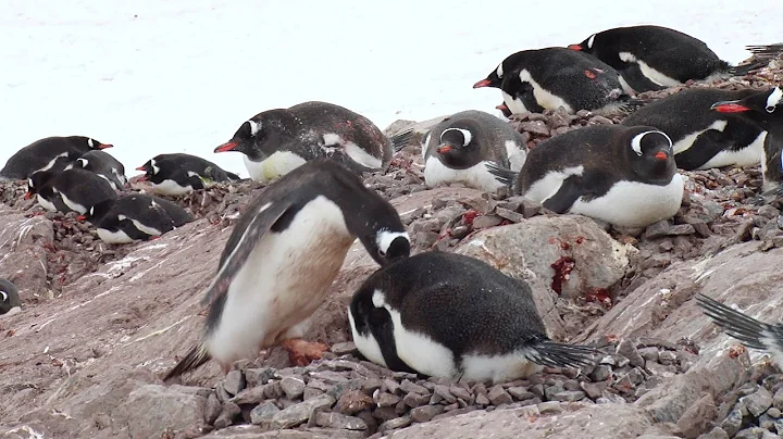 Penguin Caught Stealing Pebbles