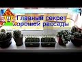 Рассада на подоконнике.  Как правильно вырастить рассаду.