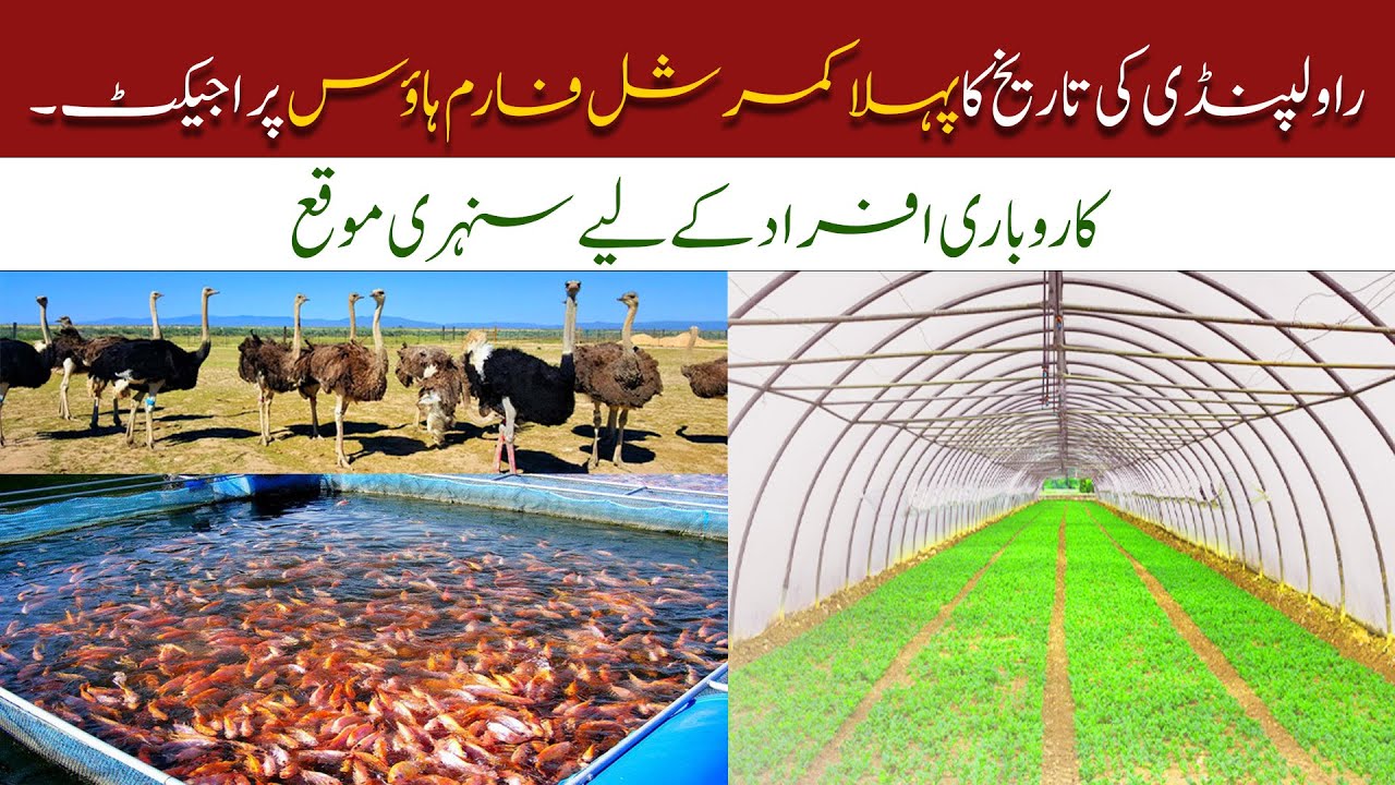 Commercial Farm House For Sale Farm House For Sale Farm House In Rawalpindi Falcon Agro