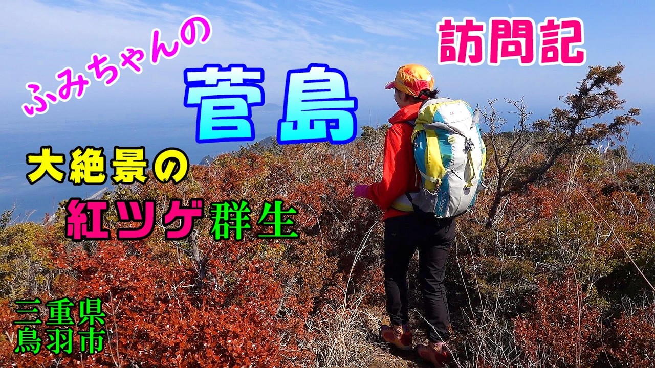 【ふみちゃんの菅島 訪問記】紅ツゲの群生と、菅島灯台に咲く水仙