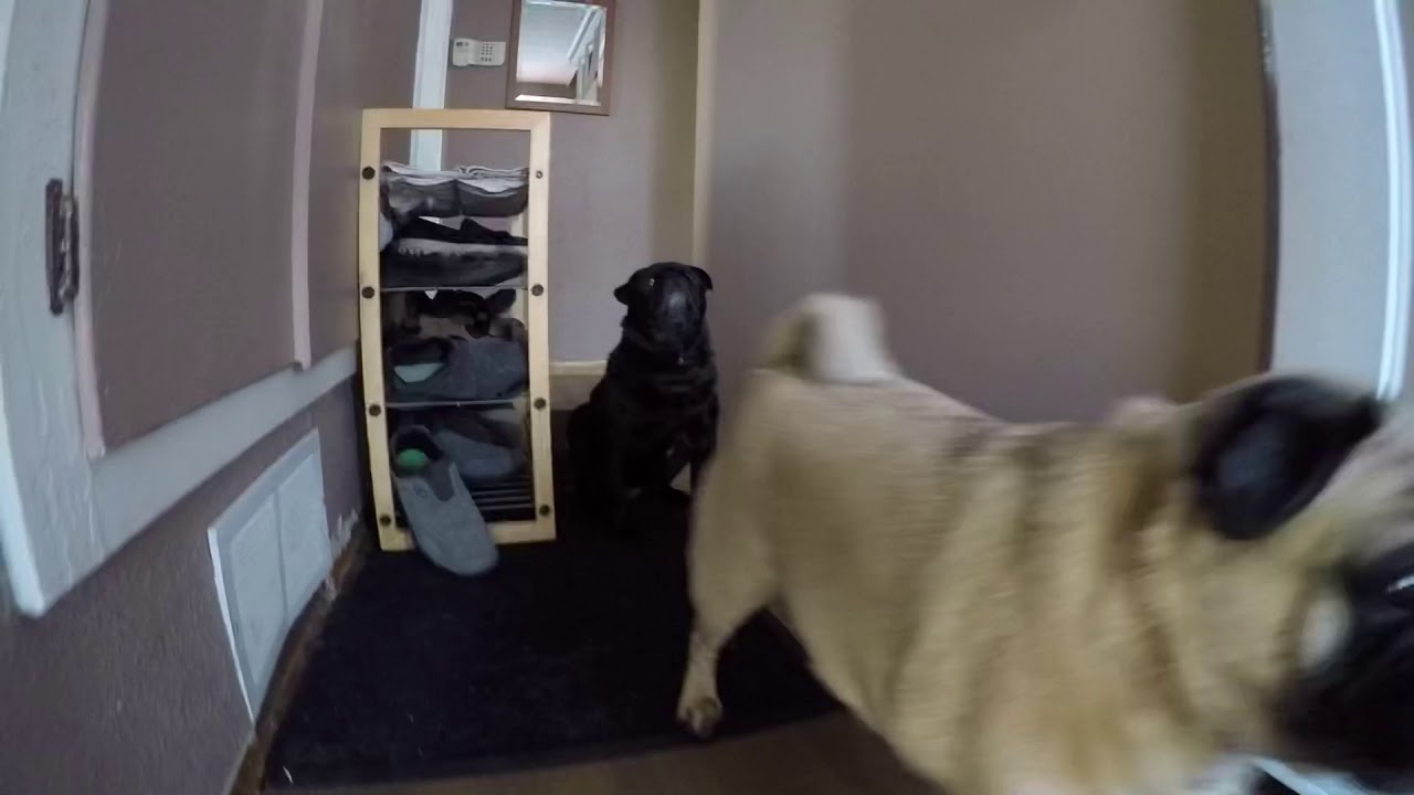 Dogs in snow tunnels YouTube