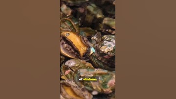 Predicting the age of abalone from physical measurements | www.projectsbasedlearning.com