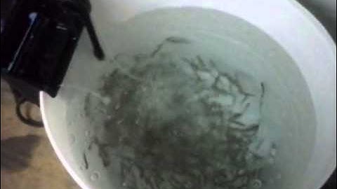 How to keep your minnows alive for a long time