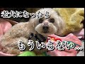 【獣医師が語る】老犬になったら豹変する子の理由…それでも最後まで面倒見れますか？【激怒症候群トイプードル】