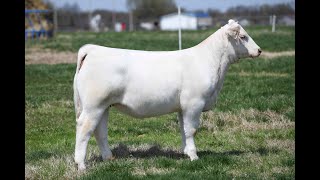 Shaffer Cattle Company: 872