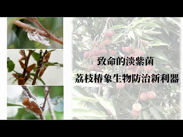 致命的淡紫菌-荔枝椿象生物防治新利器 - 農業知識入口網