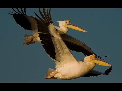 10 мая Всемирный день мигрирующих птиц