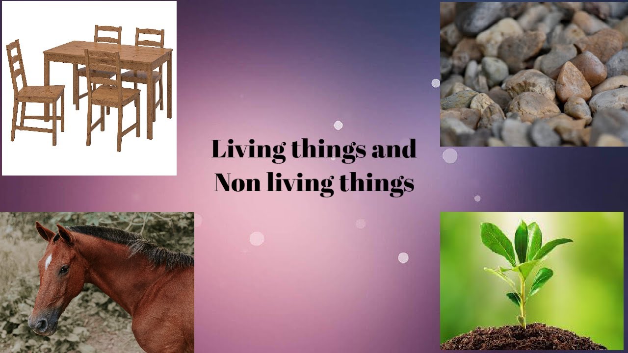 Living things around us 7 класс презентация. Living things around us.