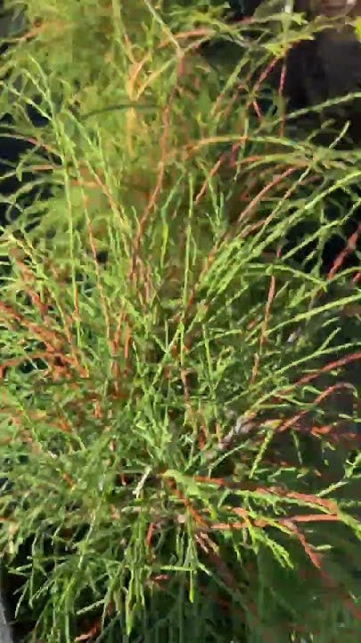 Туя западная Filiformis (Филиформис) - YouTube