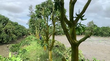 Giao lưu xoài cát hòa Lộc bóng mát tàng đẹp số lượng lớn. Liên hệ Zalo #0988166558