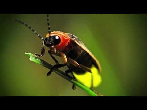 Video: Lepironia Coleopteran është Një Dëmtues I Rrezikshëm