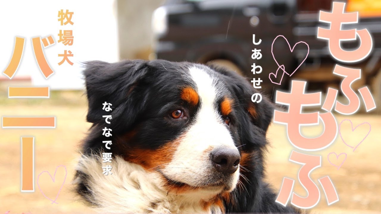 番外編 バニーは人懐っこい バーニーズマウンテンドッグでもふもふでかわいいです 年撮影 Youtube 番外編 バニーは人懐っこい バーニーズマウンテンドッグでもふもふでかわいいです 年撮影 Youtube
