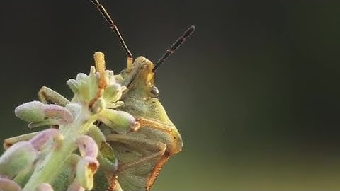 Stink Bug Stock Video