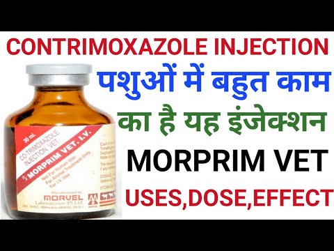 ವೆಟರ್ನರಿ ಮೆಡಿಸಿನ್-ಕಾಂಟ್ರಿಮೋಕ್ಸಜೋಲ್ ಇಂಜೆಕ್ಷನ್ ಹಸುವನ್ನು ಬಳಸುತ್ತದೆ! Morprim ವೆಟ್ ಇಂಜೆಕ್ಷನ್ ಡೋಸ್, ಅಡ್ಡ ಪರಿಣಾಮ ಉಪಯೋಗಗಳು 🐃