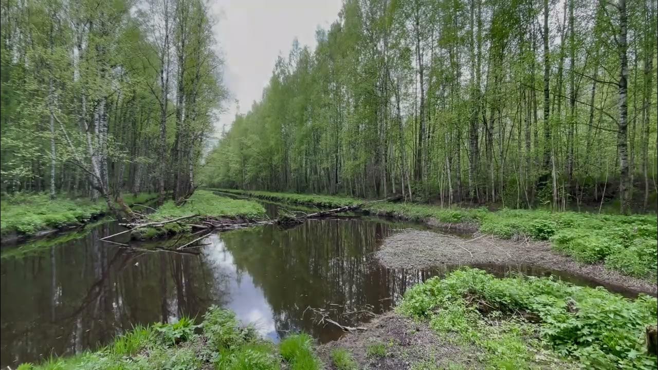 Черная речка томская область. Юнтолово заказник. Юнтоловский лесопарк. Юнтоловка река СПБ. Юнтоловский заповедник СПБ.