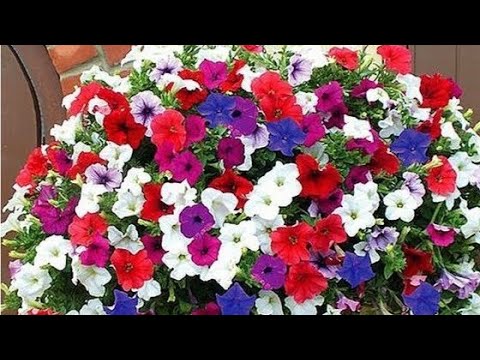 Video: Problemi s cvijetom petunije - kako liječiti petunije pogođene štetočinama ili bolestima
