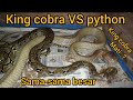 KETIKA ULAR KING COBRA BESAR BERTEMU ULAR PYTHON BESAR,APA YANG KALIAN PIKIRKAN...