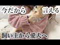 【チワワ多頭飼い】後悔していることを正直に話します、、、