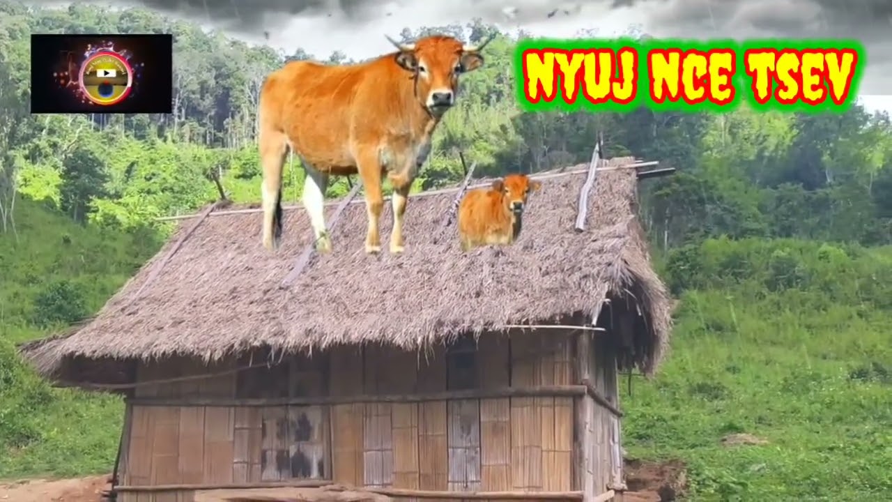 Nyuj nce tsev yog ua npog loj 22/7/2025