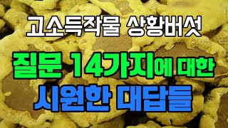 효능좋은 상황버섯 고르는 법 4가지, 초기투자 비용, 연매출, 끓이는 법, 복용법, 보관법, 종류 및 구별법, 핵심재배법.. 모두 알려드립니다!!