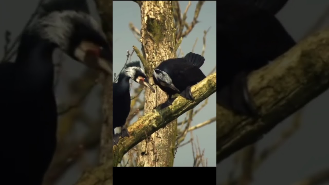 THE GREAT CORMORANT #shorts #youtubeshorts #real wild#morriscoutinho15