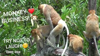 Gay Monkeys Funny Animals 8 Try not to Laugh! #monkey #funnyanimals #funnymonkeys #babymonkey #funny