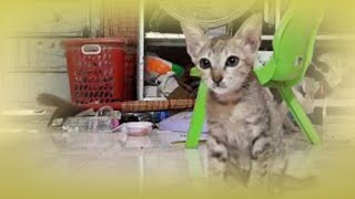 Cute Baby Cats - Cute and Funny Cats video 2024 new #funnycats #catlovers #catlife