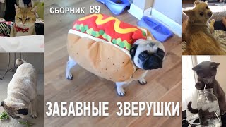 Сборник № 89. Смешные животные. Смешные видео с дикими и домашними животными на МУЛЬТПАРАД COMEDY.