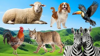 Cute Little Farm Animal Sounds: Mammoth, Coyote, Hyena, Locust, Sea lion | Animal Moments