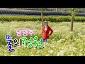 남양주 물의정원 양귀비/ 물의정원 트랙킹/물의정원 개망초군락지