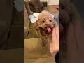 ハイタッチがちょっと変… #toypoodle #トイプードル #dog #poodle