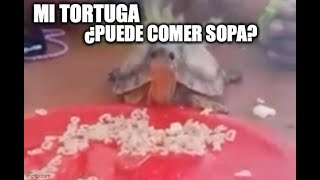 Mi tortuga puede comer sopa?