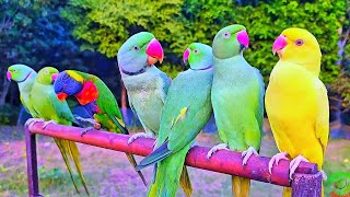 Parrot Natural Sounds Compilation
