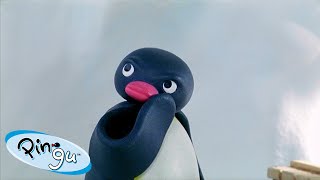 Best Episodes from Season 5 | Pingu  Official Channel | Cartoons For Kids