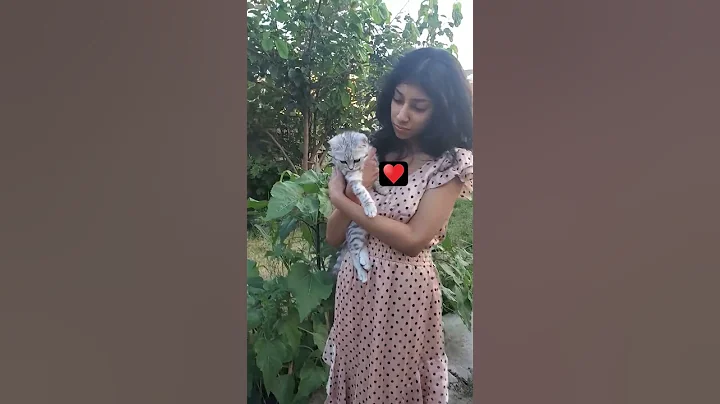 Video 8921111: britishshorthair funny pets kitten, britishshorthair pets funny cats, girl cat kitten