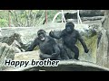 Playful gorilla brother had fun even it just went around in circles  jabali  ringo