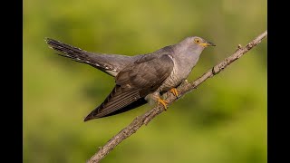 Yuri Litvinsev&quot;The cuckoo&quot;(Кукушечка)