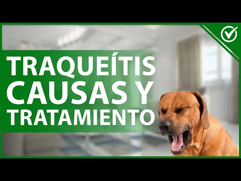 Video: Problemas de tráquea colapsada con terriers sedosos